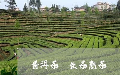 普洱茶 生茶熟茶/2023031743259